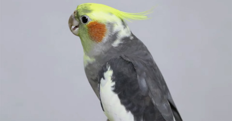 Why Do Cockatiels Have Red Cheeks