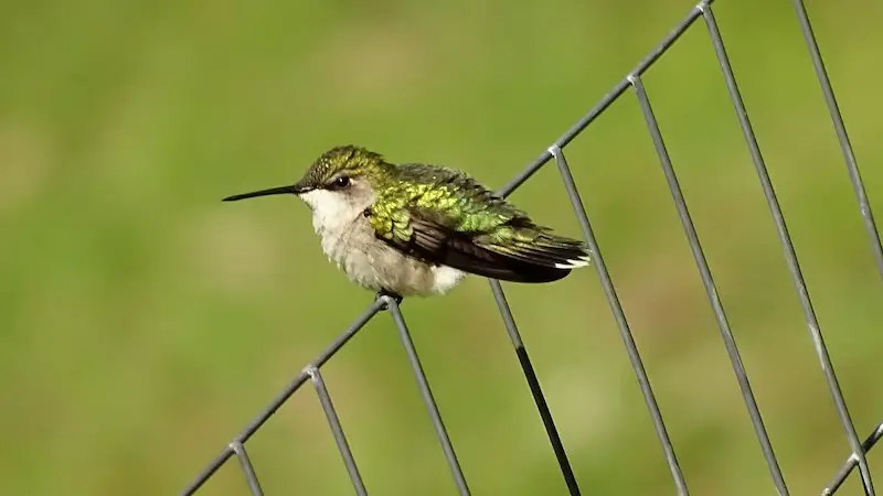 Do All Hummingbirds Sound the Same