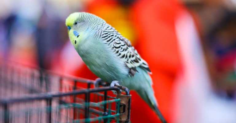 Do Budgies Sleep with Their Eyes Open