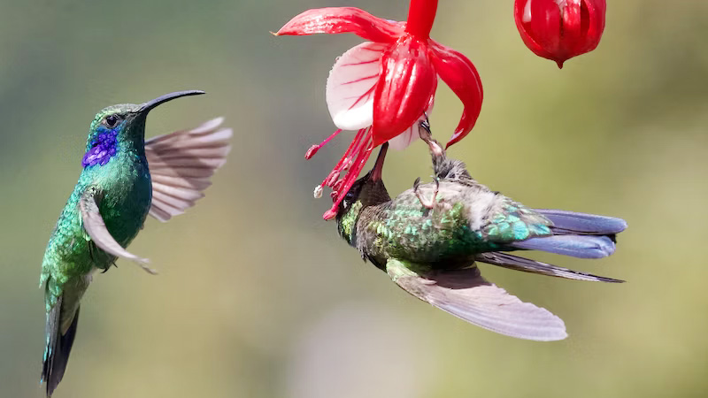 Do Hummers Prefer Red Or Clear Nectar The Most