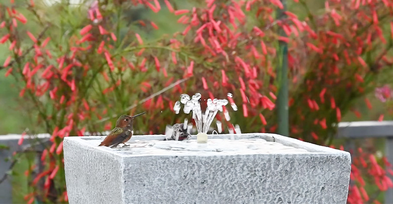Do Hummingbirds Drink From Bird Baths