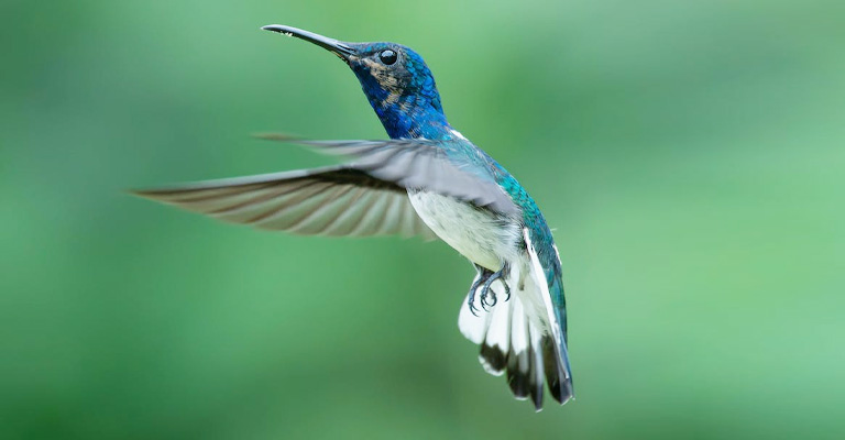 Do Hummingbirds Have An Immune System