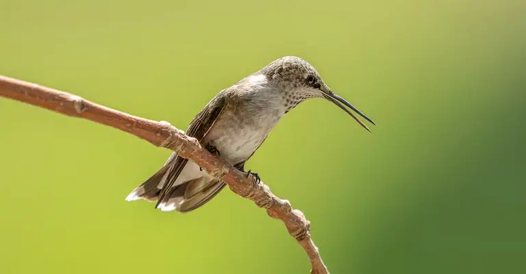 Do Hummingbirds Sing