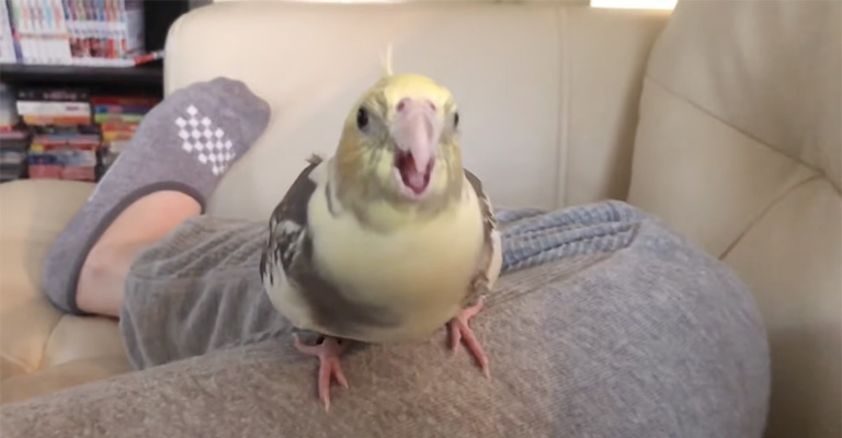 Do Male or Female Cockatiels Hiss More
