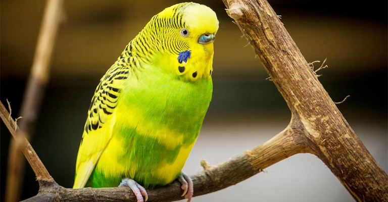 Does a Female Budgie’s Posture Indicate Her Hormonal Behavior