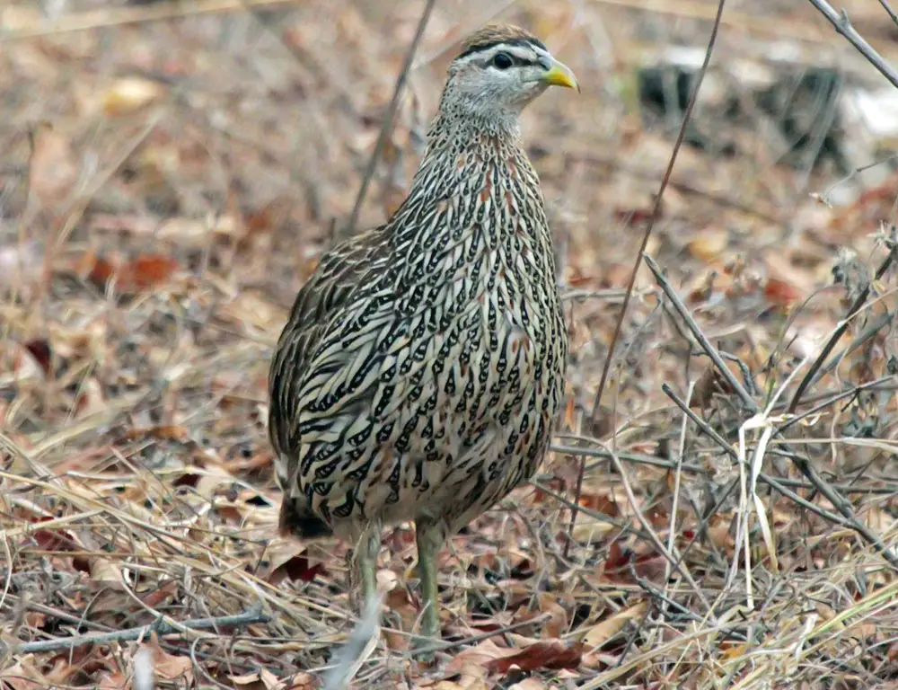 Double-Spurred Spurfowl