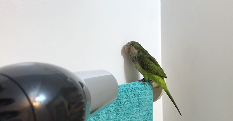 Drying With A Hair Dryer