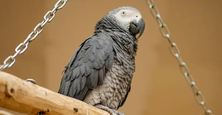 Factors Influencing Parrot Intelligence