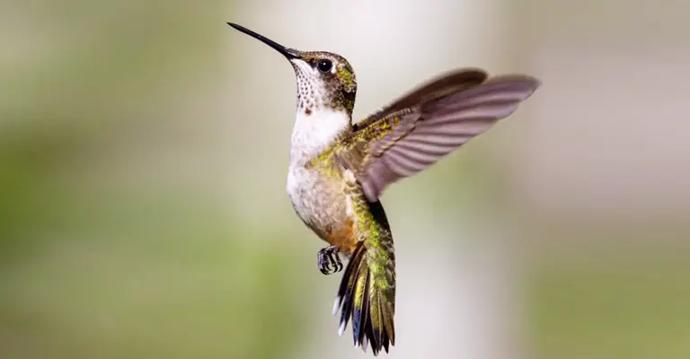 Fascinating Insights into Pregnant Hummingbird Behavior: Nurturing Life in Flight