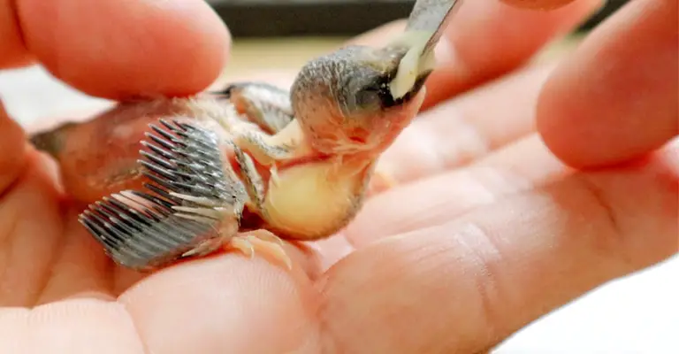 Feed an Injured Baby Bird