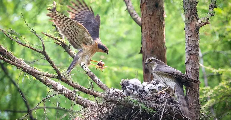 Feeding Behaviors of Hawks