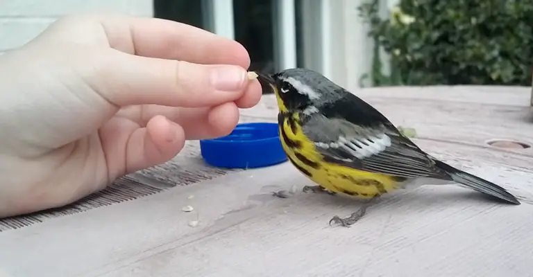 Feed An Injured Bird