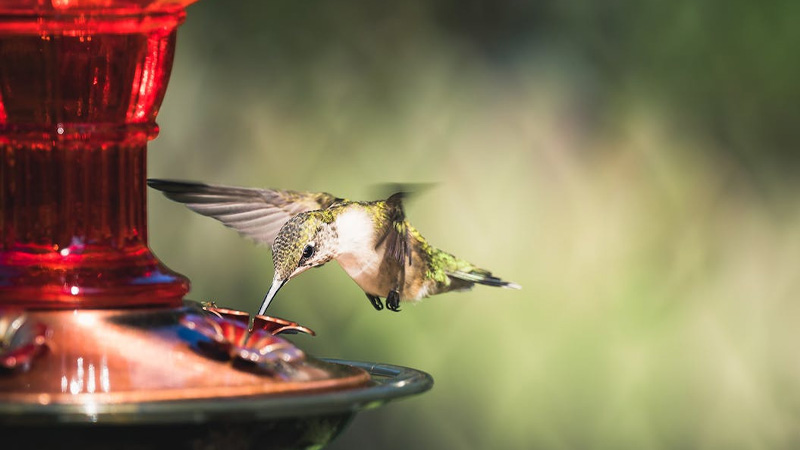 Feeding Strategy: Nectar Extraction Expertise