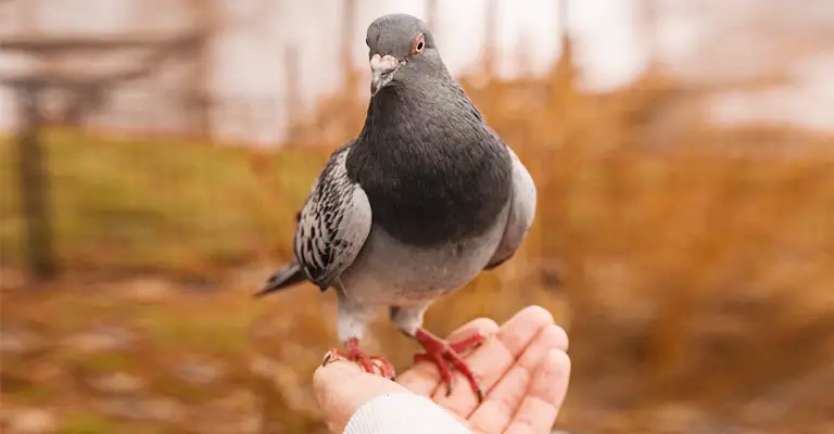 How To Get A Pigeon To Trust You