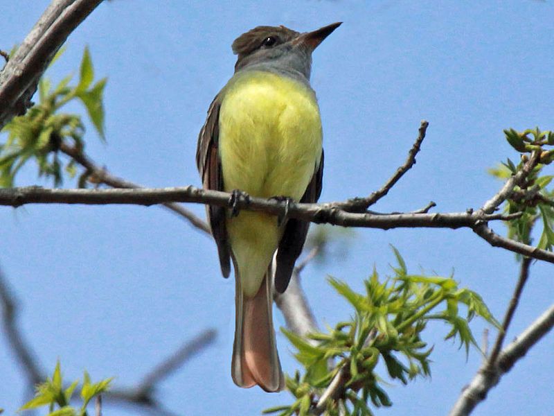 Great_crested_flycatcher__39