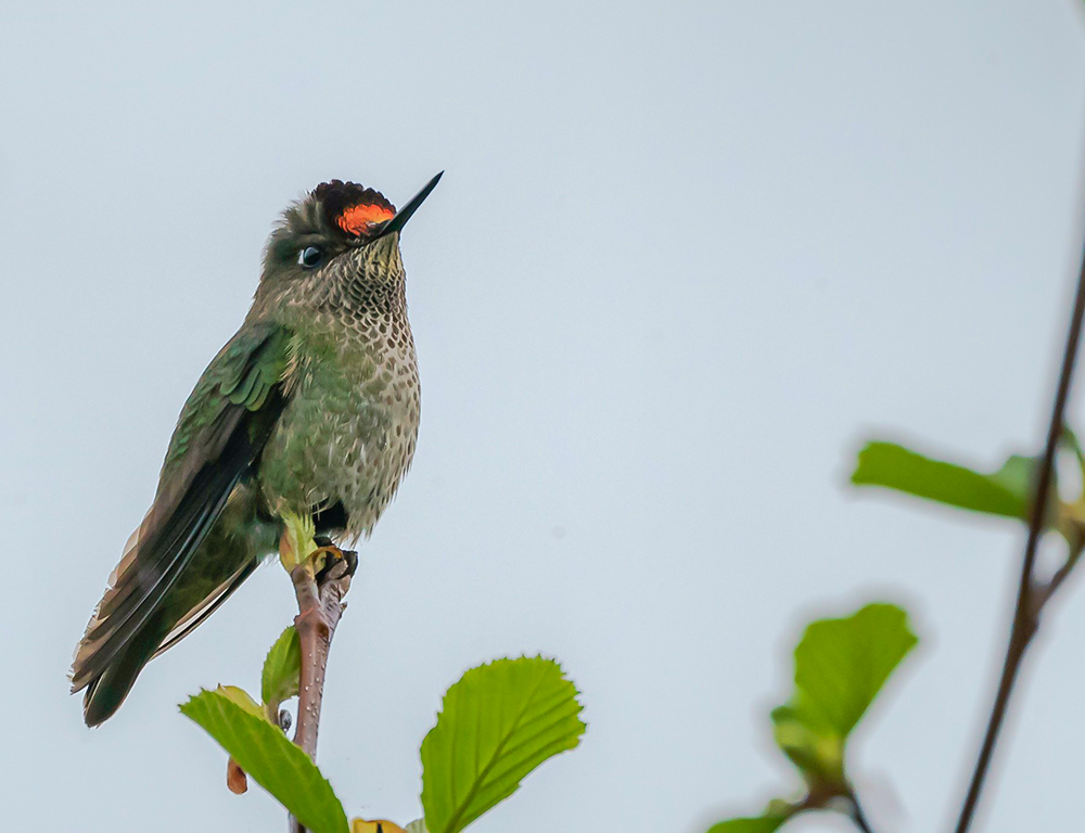 Green-Backed Firecrown