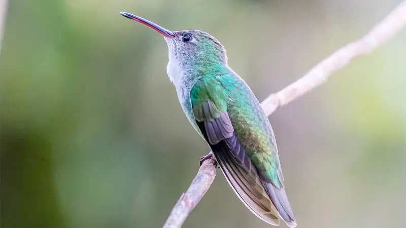 Green Hummingbird Meaning