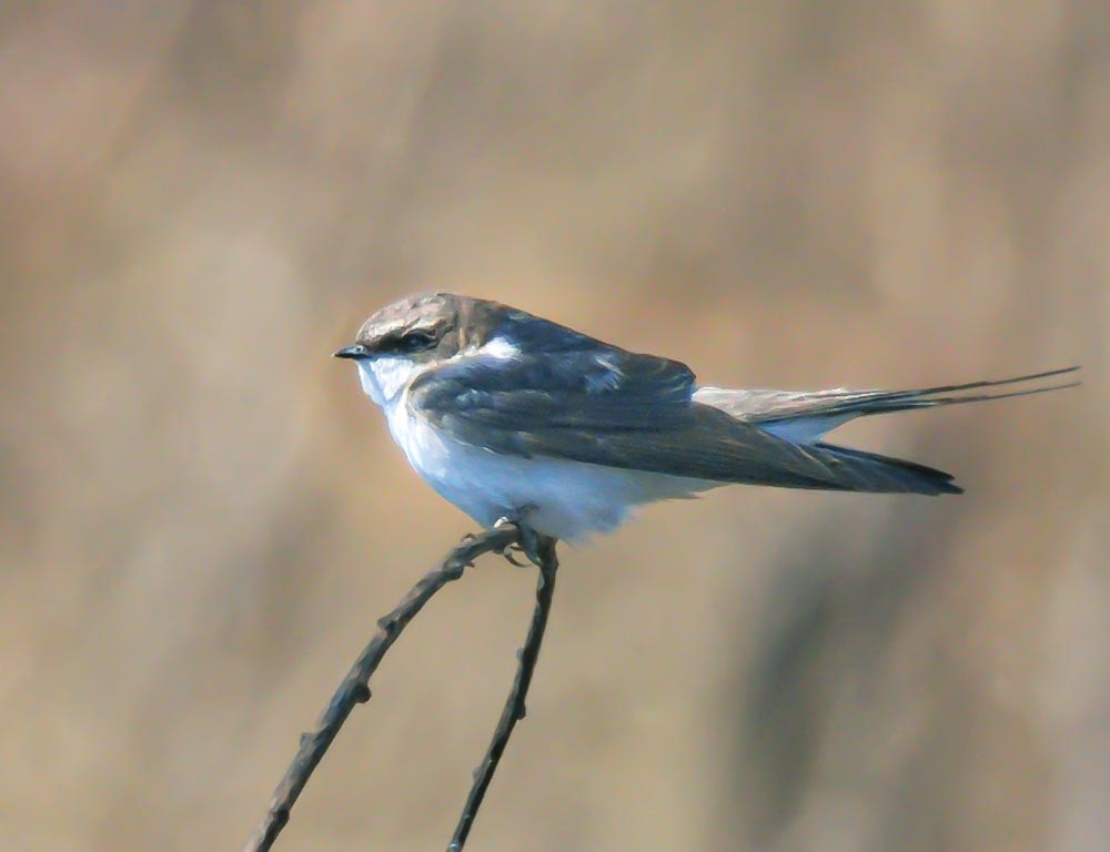 Grey-Rumped Swallow