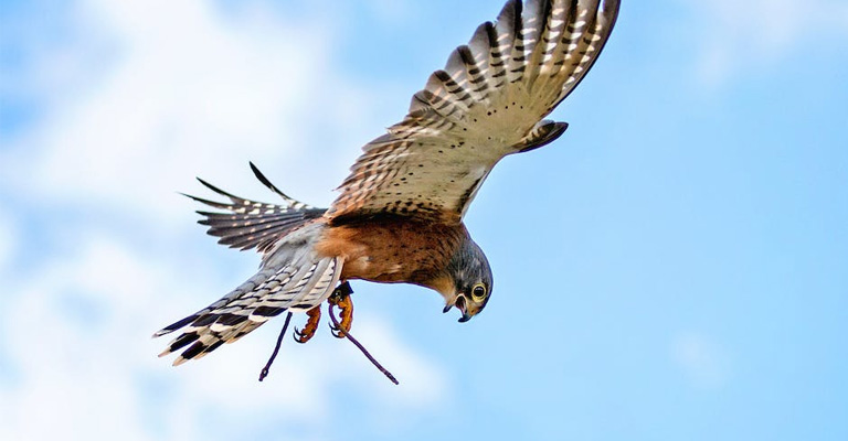 Hawk Symbolism in Different Cultures