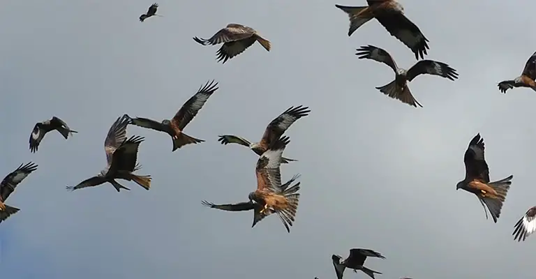 Hawks Fly in Groups
