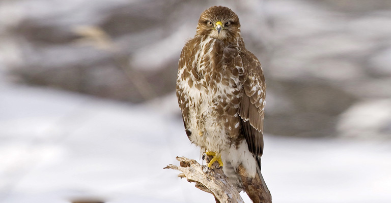 Do Hawks Migrate South for the Winter? - Explaining Hawk Migration Behavior