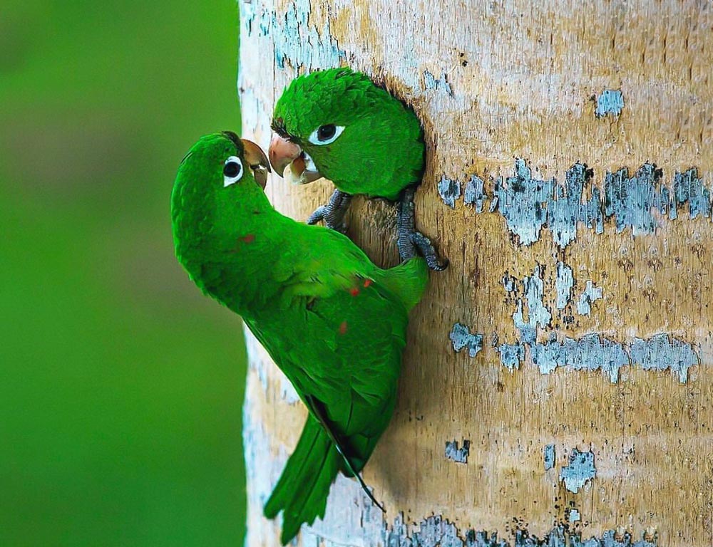 Hispaniolan Parakeet