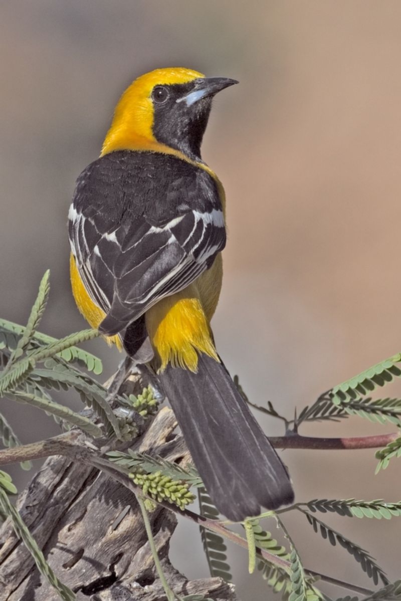 Hooded_oriole__48