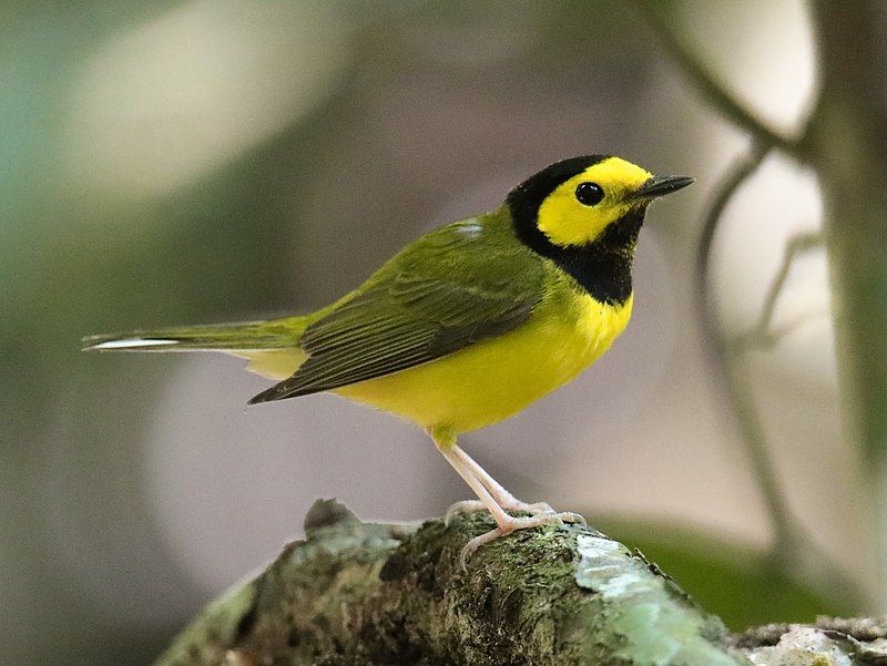 Hooded_warbler__9