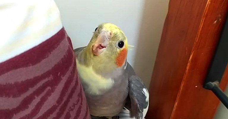 How Can Cockatiel Coughing Be Diagnosed