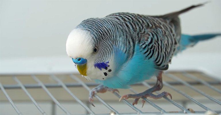 How Can I Assess My Budgie's Flight Ability