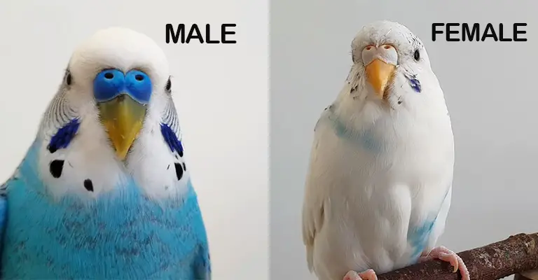 How Can I Figure Out the Sex of My Parakeets