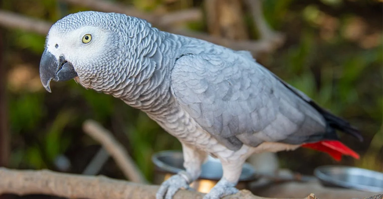 How Can You Tell How Old an African Grey Is