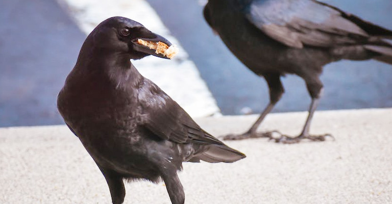 How Crows Behave Seeing a Shiny Thing