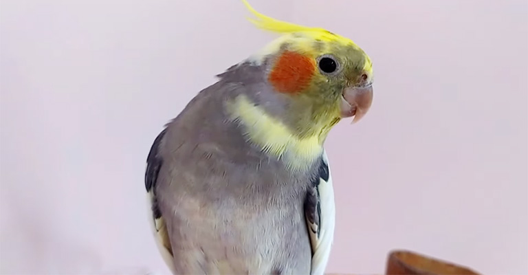 How Do Cockatiels Tap Their Beaks