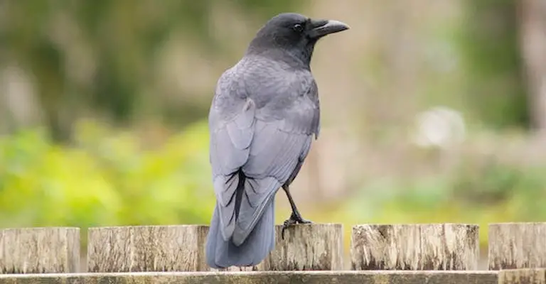 How Do Crows Protect Themselves