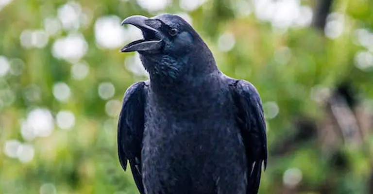 How Do Crows Use Their Tongue