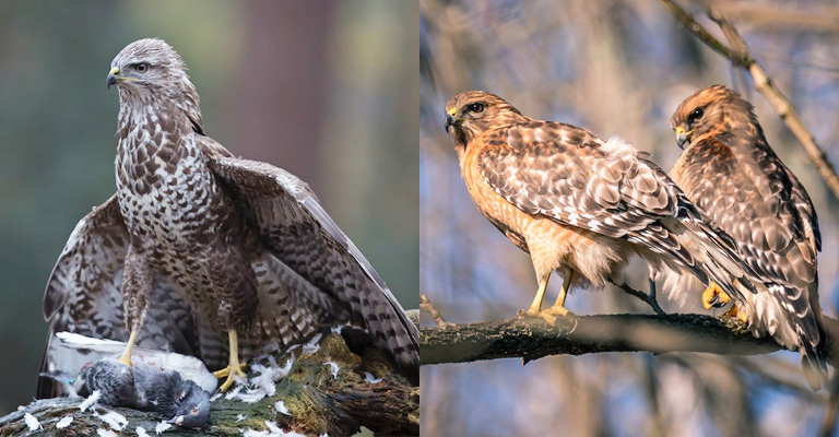 How Do Hawks Hunt – in Groups or Pairs