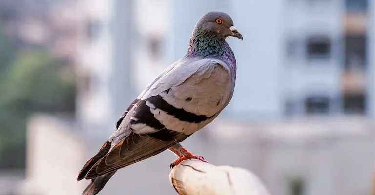 How Do Homing Pigeons Work Out Where To Go