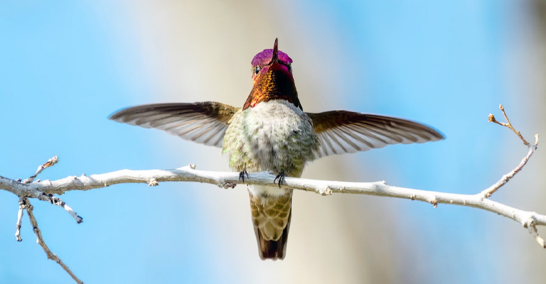 How Do Hummingbirds Clean Themselves