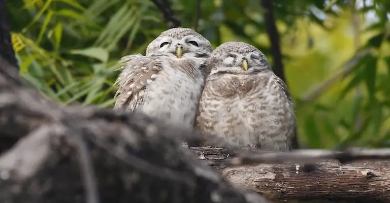 How Do Owls Sleep