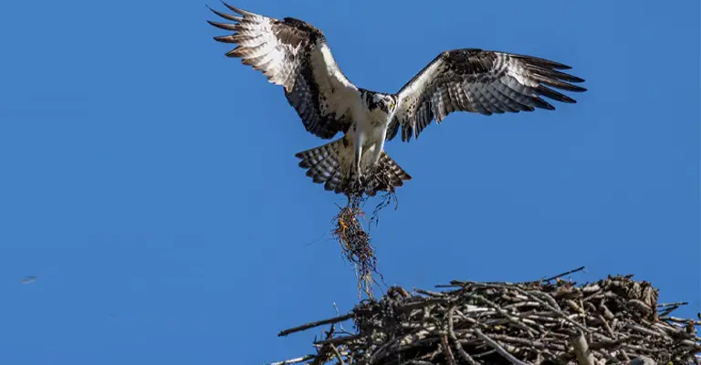 How Do Red-Tailed Hawks Build Their Nests