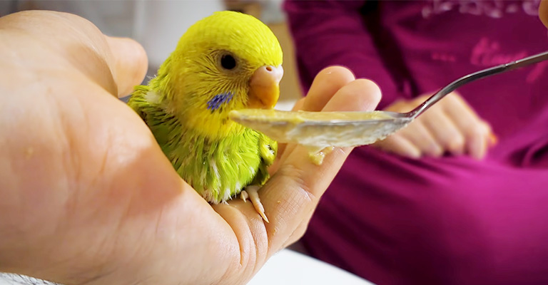 How Do You Hand Feed and Wean Budgie Chicks