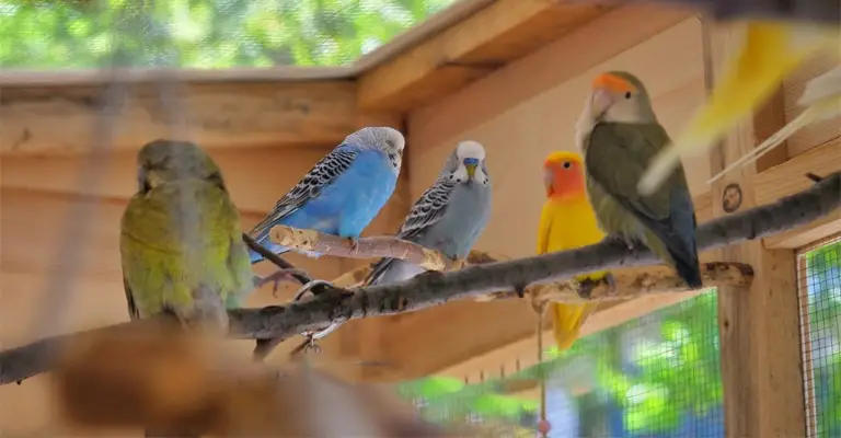 How Do You Introduce Budgies And Canaries To Each Other