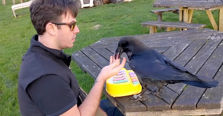 How Do You Teach A Crow To Talk