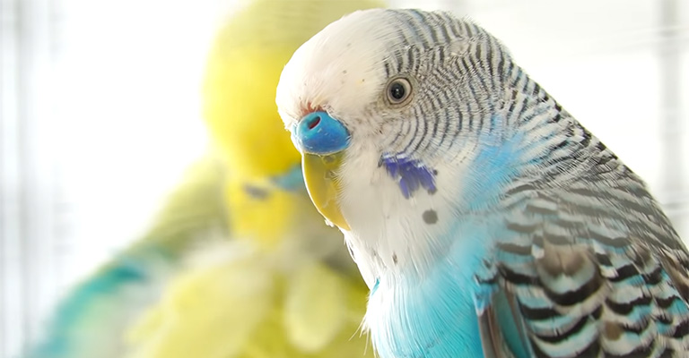 How Do You Tell If Your Budgie Hates You