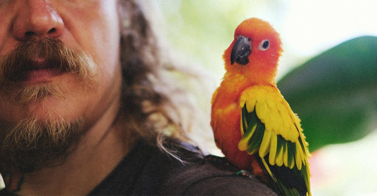 How Do You Train a Conure Not to Scream