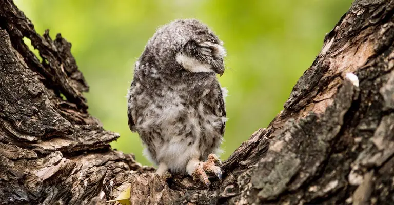 Owls Sleep Face Down