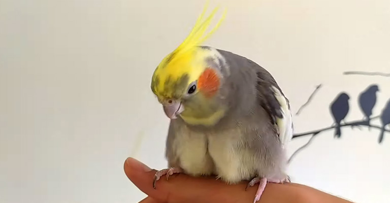 How Does Coprophagy Affect Cockatiels