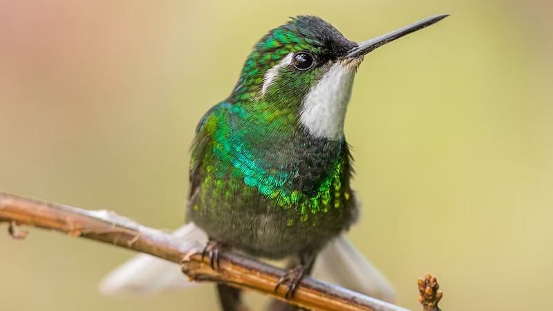 How Good Is the Eyesight of a Hummingbird