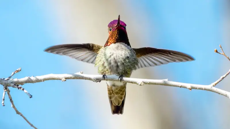 How Hummingbirds Attract a Mate with Stunts